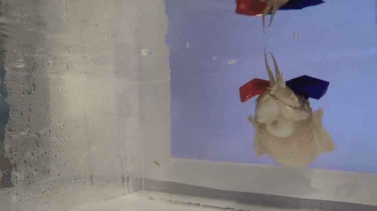 Животные с самым необычным зрением. В принципе, каракатицы вполне способны смотреть 3D-фильмы. Фото.