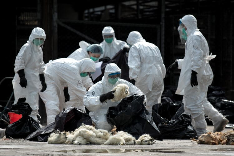 Стоит ли волноваться из-за нового вируса, обнаруженного в Китае? Так чиновники собирали зараженных животных во время вспышки птичьего гриппа в Гонконге в 2014 году. Фото.
