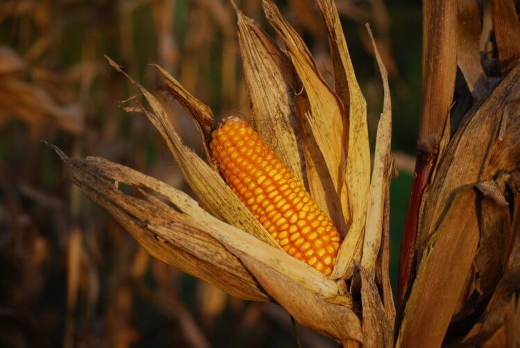 Придуман способ выращивать любые растения в холодных условиях. В будущем кукурузу можно будет выращивать даже в холодных условиях. Фото.