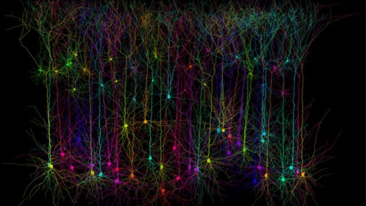 Исследователи обнаружили неизвестный сигнал в мозге человека. Нейрон с аксоном, выступающим непосредственно из дендрита, а не из тела клетки. Аксоном называют длинный электрический отрезок нейрона, по которому передаются нервные импульсы. Фото.