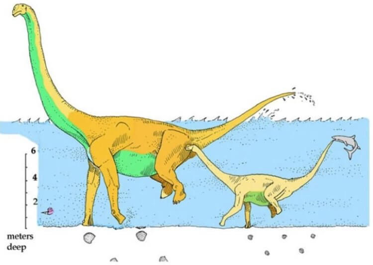Четвероногие динозавры могли ходить на двух ногах, но только в определенных условиях. Так, по мнению ученых, плавали зауроподы. Фото.