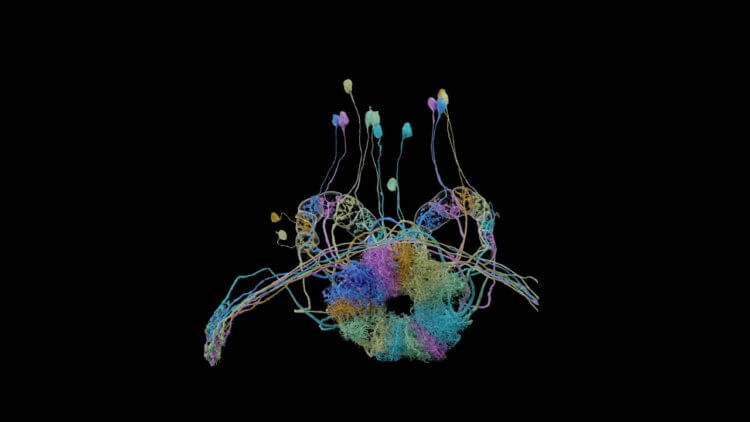 Что такое коннектомика? Так выглядит подробная карта мозга плодовой мушки. Фото.