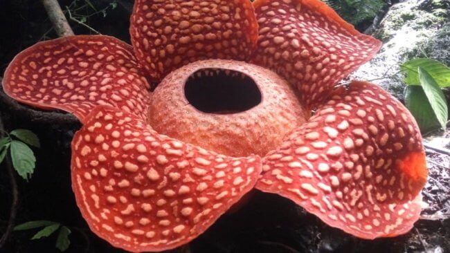 В Индонезии найден самый большой цветок в мире и он пахнет трупами. Фото.