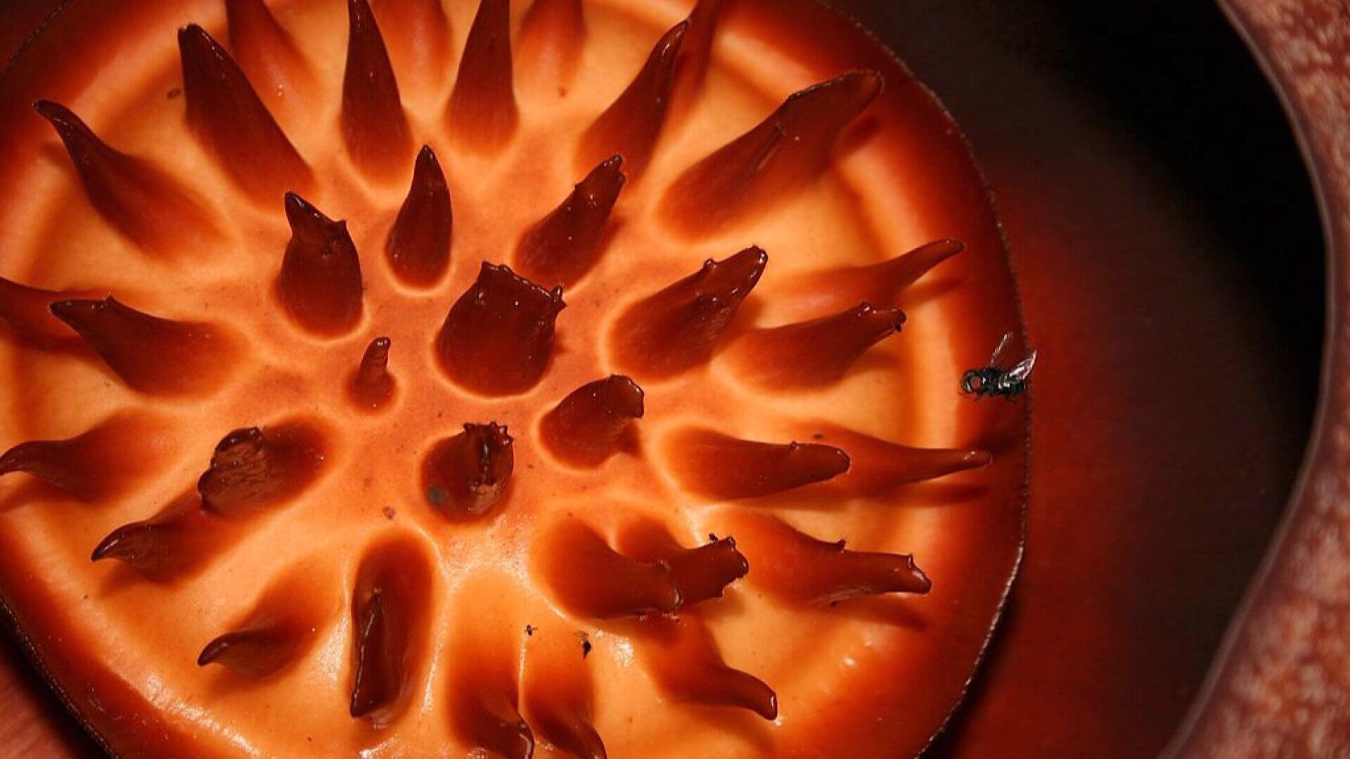 У какого растения самые большие цветы? Неприятный запах привлекает насекомых-опылителей. У какого растения самые большие цветы? Неприятный запах привлекает насекомых-опылителей. Фото.