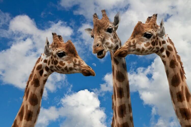 #видео | Как животные общаются между собой и почему они более вежливые чем люди. Кстати, шея жирафа — наиболее изумительное доказательство теории эволюции. Фото.