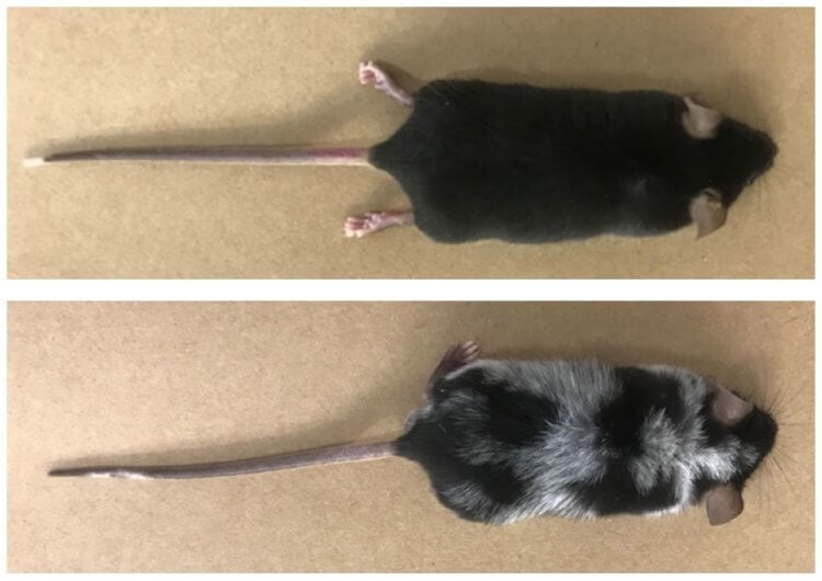 Как седеют волосы? Крысы в начале и конце эксперимента. Фото.