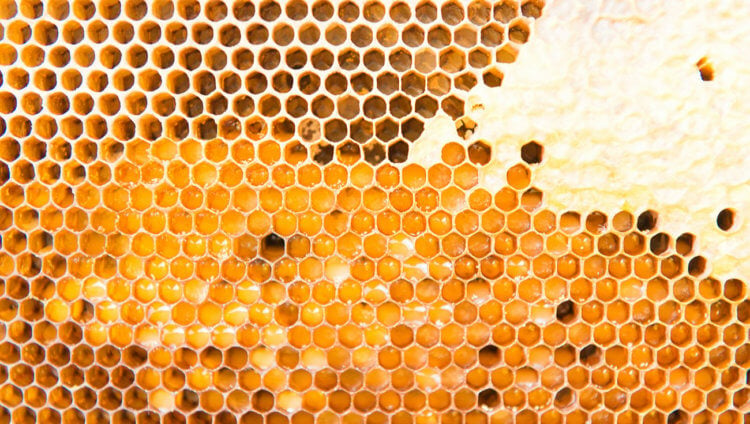 Трипофобия — как распознать. Страх перед пчелиными сотами — самый распространённый пример трипофобии. Фото.