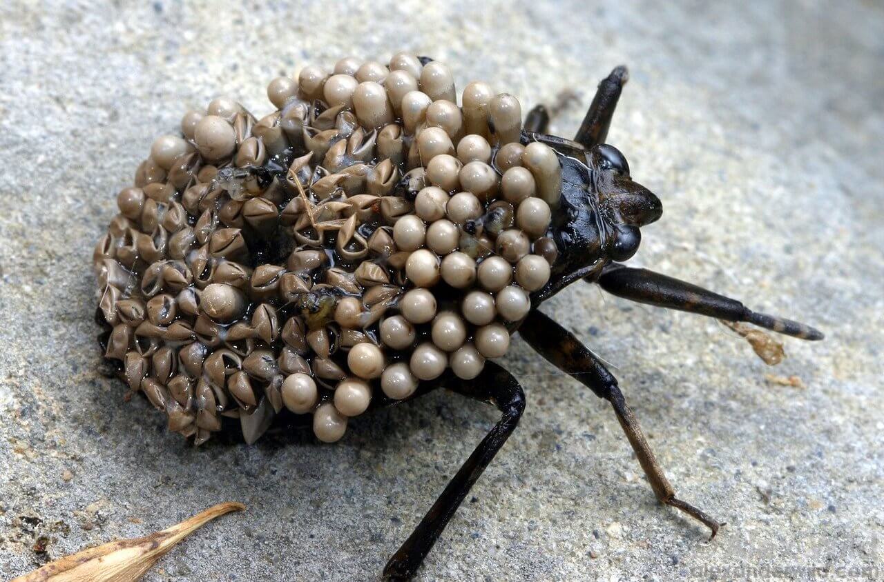 Трипофобия, безусловно, рождается в нашем мозгу вследствие работы инстинктов. Фото.