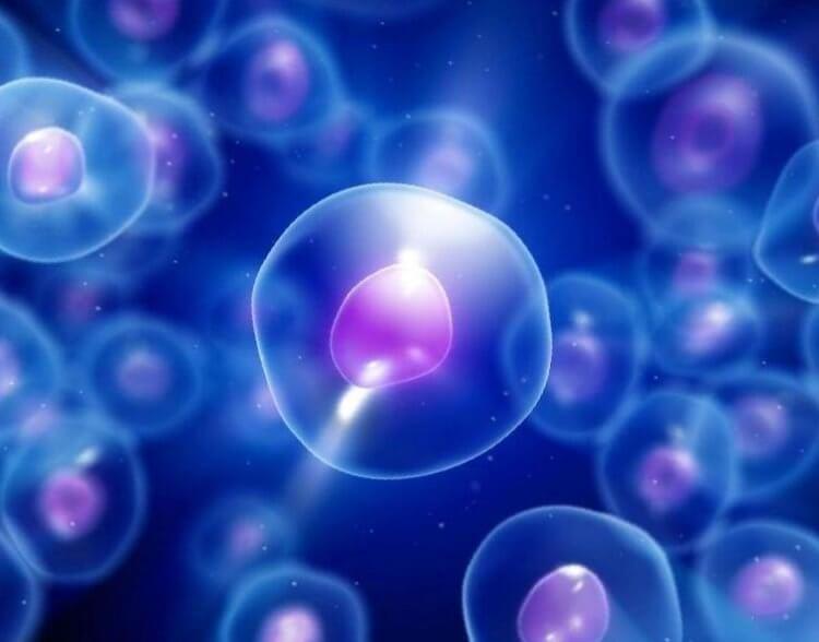 Клетки организма умеют «считать». Клетки живых организмов способны к арифметическим вычислениям. Фото.