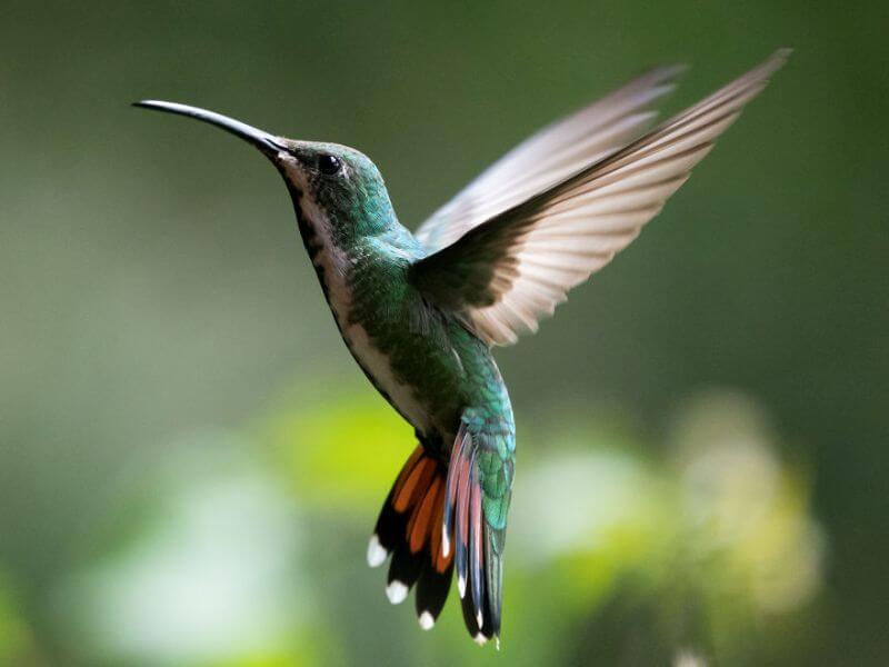 Колибри — самый маленький динозавр, сохранившийся на планете до наших дней. Фото.