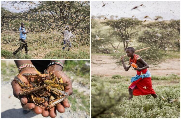 Чем опасно нашествие саранчи? Жители Африки борются с саранчой всеми возможными способами. Фото.