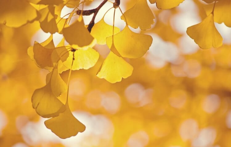 Защита от стрессов — причина долголетия деревьев гинкго. Осенняя листва дерева гинкго в лучах Солнца. Фото.