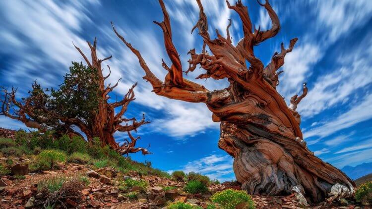 Сколько в мире деревьев-долгожителей? Мафусаил — старейшее дерево Земли. Прорастает на востоке Калифорнии (США). Фото.
