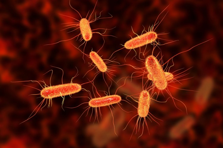 Быстрое лечение бактериальные инфекций. Бактерии кишечной палочки (Escherichia coli). Фото.