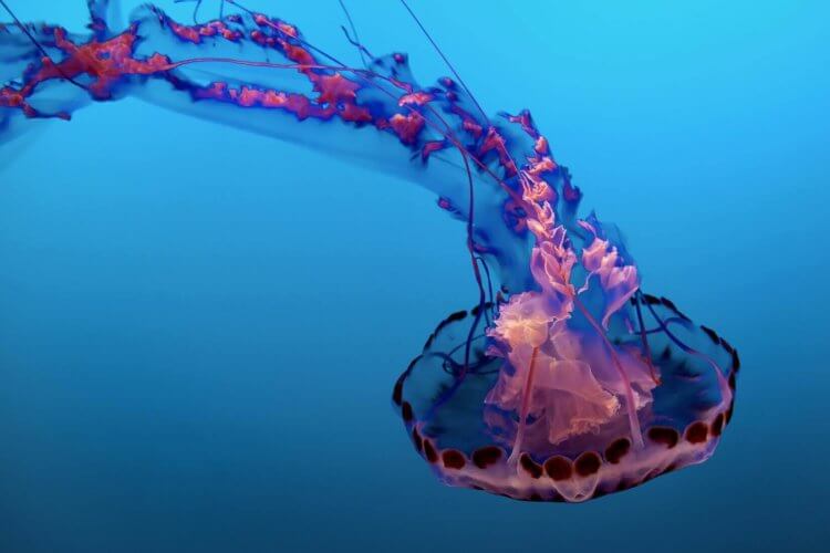Можно ли управлять животными? Медузы способны быстро передвигаться, но для этого у них нет особых причин. Фото.
