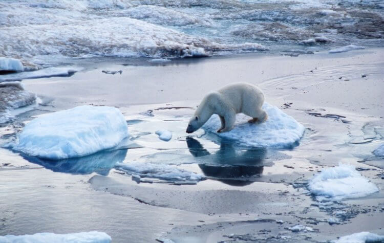 Почему тает Арктика? Таяние льдов в Арктике может иметь катастрофические последствия для местной флоры и фауны. Фото.