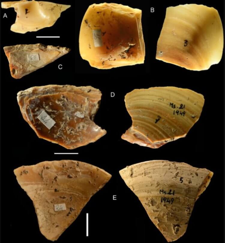 Почему ученые так уверены, что неандертальцы были опытными пловцами? Найденные в пещере Мосерини ракушки, добытые неандертальцами. Фото.