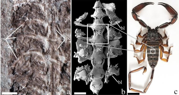 Древний предок скорпионов. В центре показаны дыхательные и сосудистые органы древнего скорпиона. Фото.