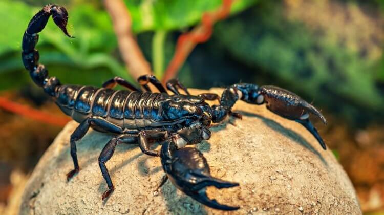Палеонтологи нашли окаменелости самого древнего паукообразного существа. Ученые нашли предка современных скорпионов. Фото.