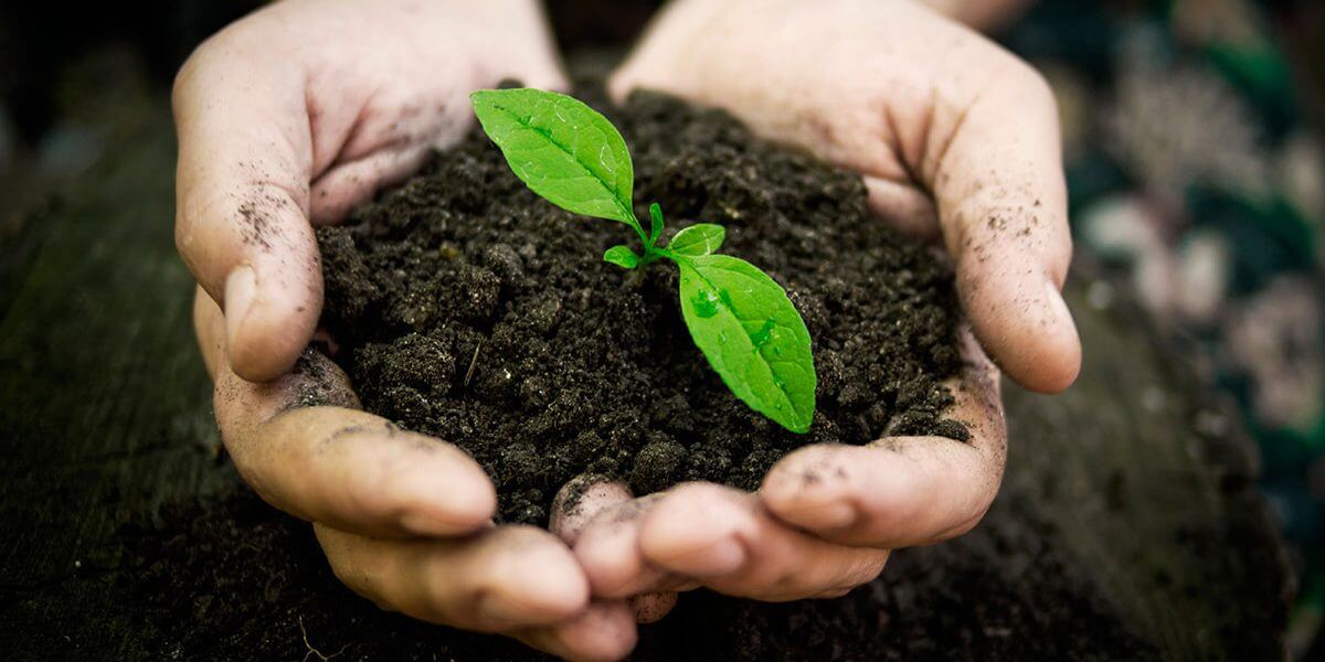 Каких существ больше всего на Земле? Думаете, на этой фотографии только руки, почва и цветок? Нет, на ней есть также миллионы микроорганизмов. Фото.