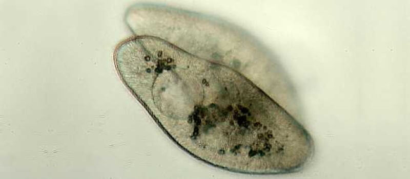 Каких существ больше всего на Земле? Протисты похожи на Пакмана образом жизни, но не внешностью. Фото.