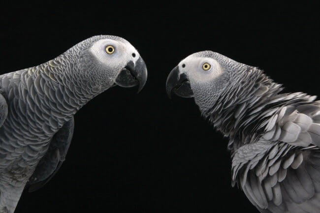 #видео | Африканские серые попугаи помогают друг другу безвозмездно. Но почему? Фото.