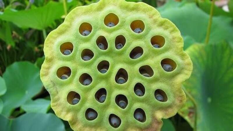 Изображение семенной головки лотоса некоторые люди считают “неприятным и отталкивающим. Фото.