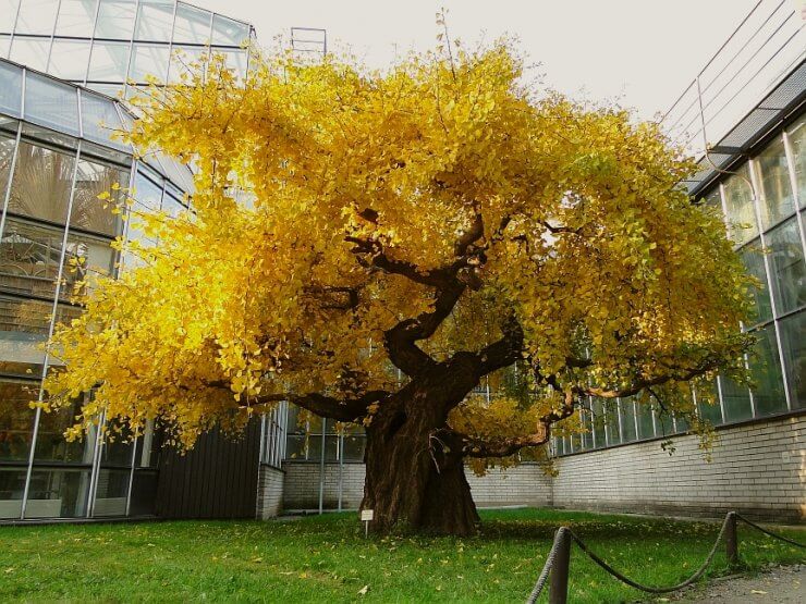 Испытывают ли растения стресс? Деревья гинкго — общепризнанные долгожители среди представителей флоры нашей планеты. Фото.