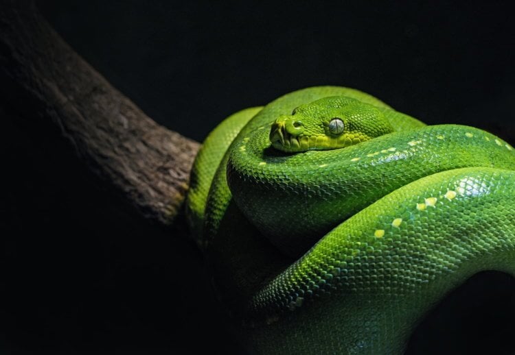 Искусственный змеиный яд. Змеиный яд используется для создания противоядий и лекарств. Фото.