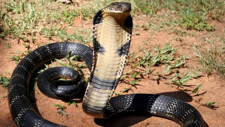 Могут ли змеи быть источником коронавируса? Исследователи сомневаются, что источником коронавируса являются змеи. Фото.