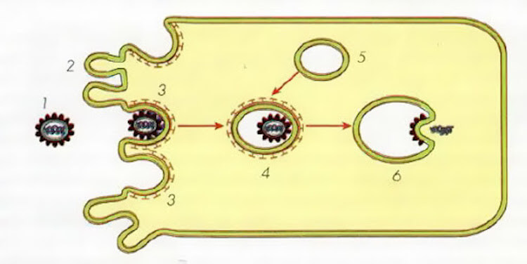 Вирусная форма жизни. Таким образом вирус проникает в клетку и высвобождает свой геном. Фото.