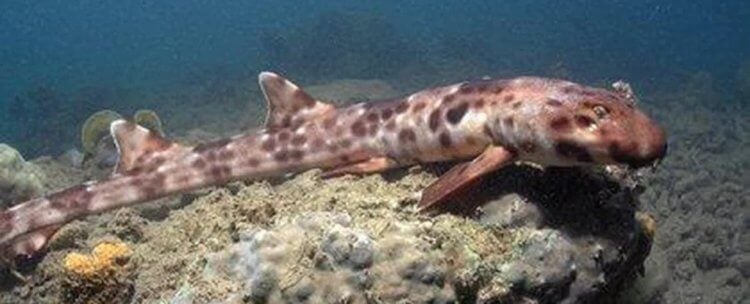 В Австралии открыты новые виды акул. Опасны ли они для людей? Так выглядят акулы вида Hemiscyllium. Фото.