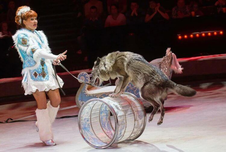 Можно ли приручить волка? Считается, что волки не могут выступать в цирке. Но в 1995 году дрессировщица Коренькова Екатерина выступала именно с этими хищниками. Фото.