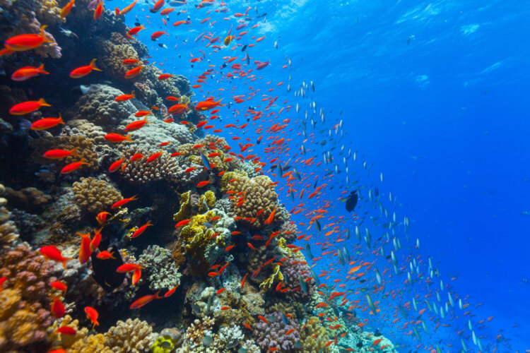 Кислотность воды в Мировом океане постепенно повышается. Как это влияет на животных? Возможно, повышенная кислотность воды также влияет на состояние водорослей. Фото.