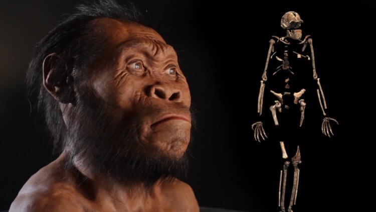 Мы — единственные выжившие представители рода Homo. Когда-то на нашей планете жили разные виды древних людей. Фото.