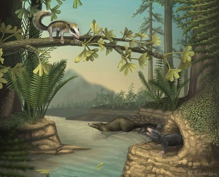 Какие млекопитающие жили вместе с динозаврами? Так, вероятно, выглядели Агилодокодон и Докофоссор. Фото.