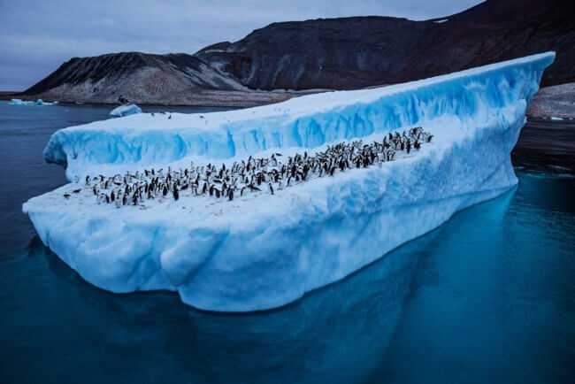 Сколько снега растаяло из-за рекордно высокой температуры в Антарктиде? Фото.