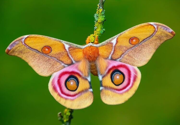 Бабочки научились скрываться от летучих мышей, используя «звуковой камуфляж». Так выглядит Павлиноглазка императорская. Фото.