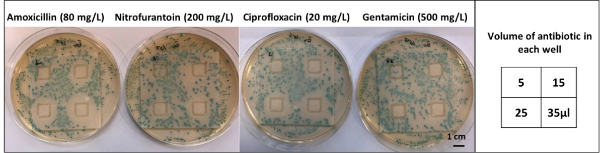 На этом фото показан полный вариант теста с четырьмя антибиотиками. Фото.