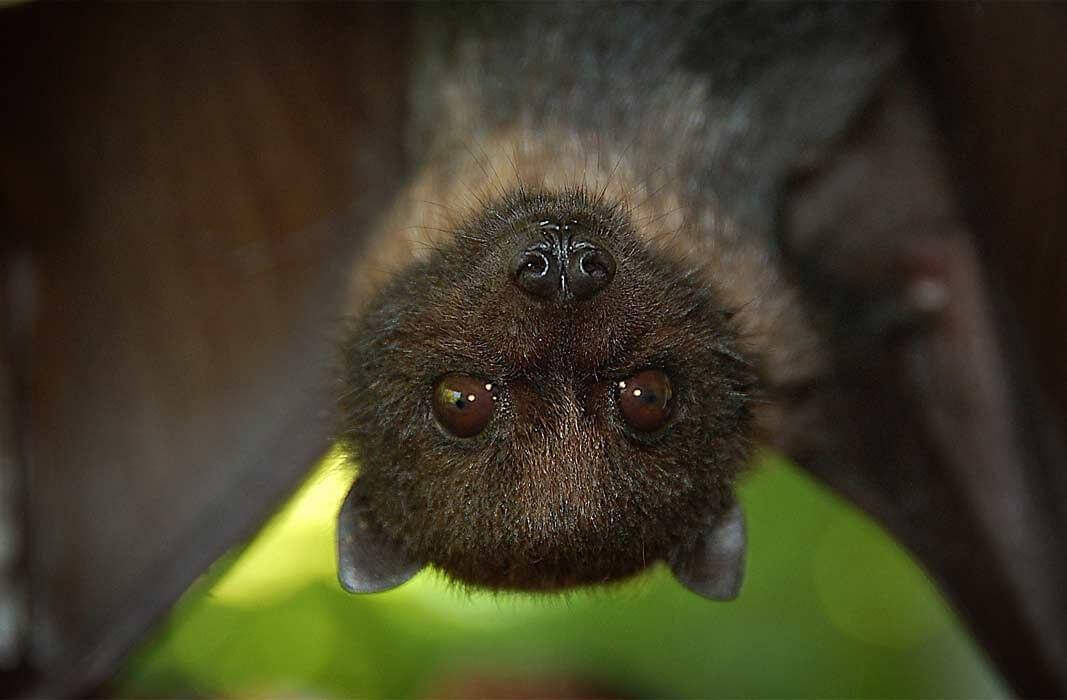 В странах Юго-восточной Азии, Африке и Океании летучих мышей употребляют в пищу. Фото.