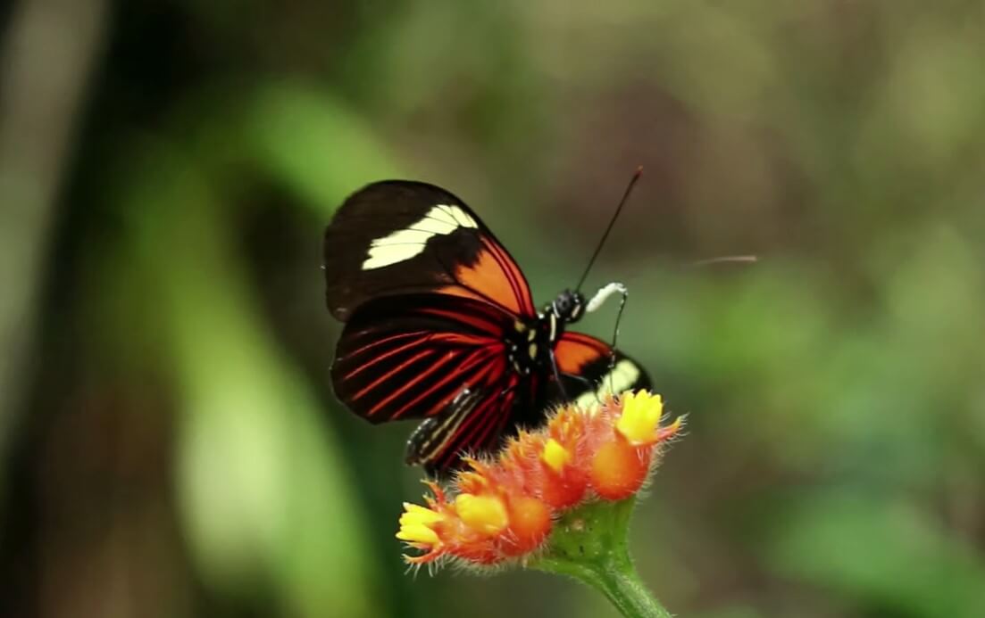 Созданы крылья для роботов-насекомых, работающие только на энергии солнца. Благодаря новым крыльям, роботы-насекомые смогут работать хоть целый день. Фото.