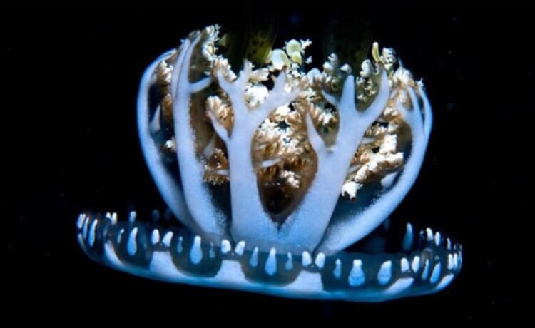 Медузы умеют атаковать врагов «ядовитыми гранатами». Медузы вида Cassiopea xamachana большую часть своего времени проводят «вверх тормашками». Фото.