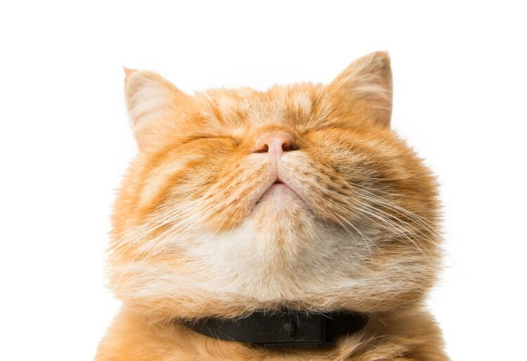Кошки выражают свои эмоции, но можем ли мы их распознать? Довольный кот — счастливый кот (и его человек). Фото.