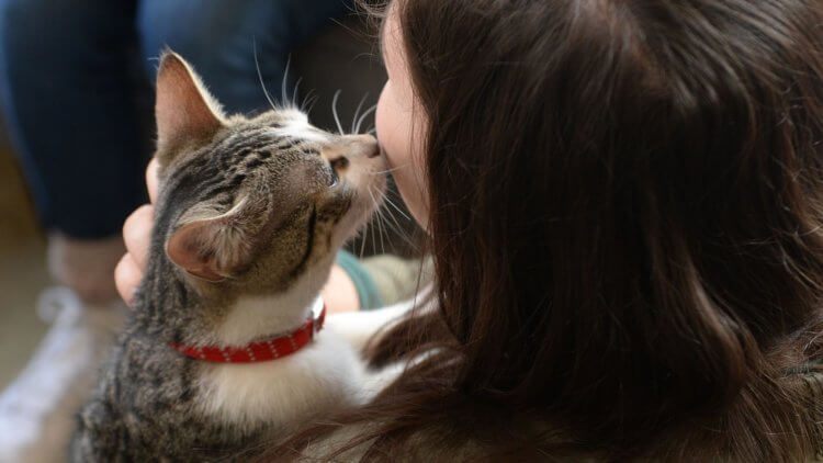 Как изменилось наше отношение к домашним животным? Кошки воспринимают хозяев как своих родителей. Фото.