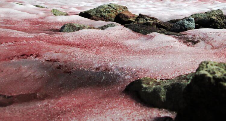 Из-за чего снег в Антарктиде окрасился в красный цвет? Снег, окрашенный в красный цвет водорослями Chlamydomonas nivalis. Фото.