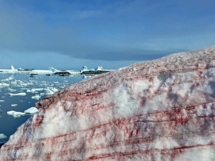 Почему снег красный? Красный снег может стать причиной повышения уровня Мирового океана. Фото.
