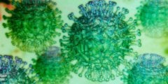 Мифы о COVID-2019: можно ли лечить коронавирус мегадозированием витамина С? Фото.