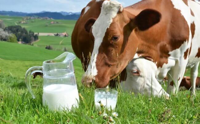 Почему женщинам не рекомендуется пить коровье молоко? Фото.