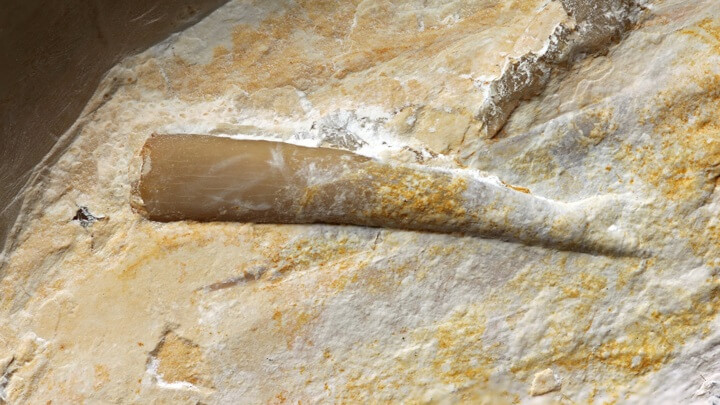 Чем питались птерозавры? Зуб, найденный внутри древнего кальмара. Фото.