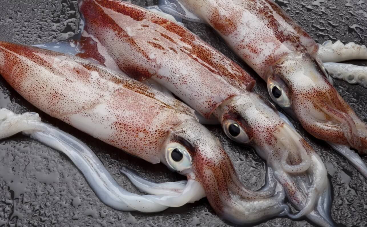 Чем питались птерозавры? Если вы забыли, кто такие кальмары — вот они. Фото.